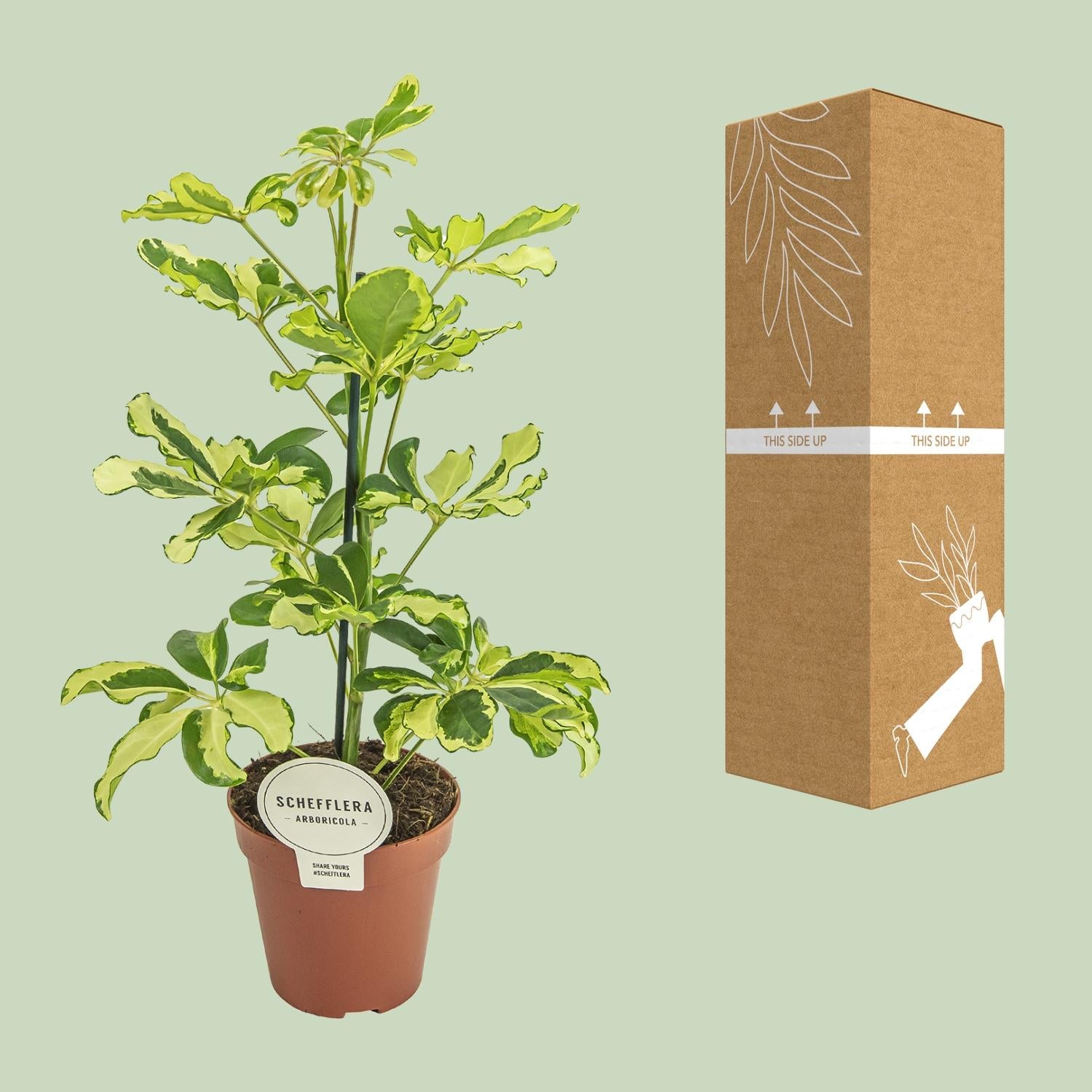 Schefflera Charlotte - Ø13cm - ↕45cm - Plantabulous