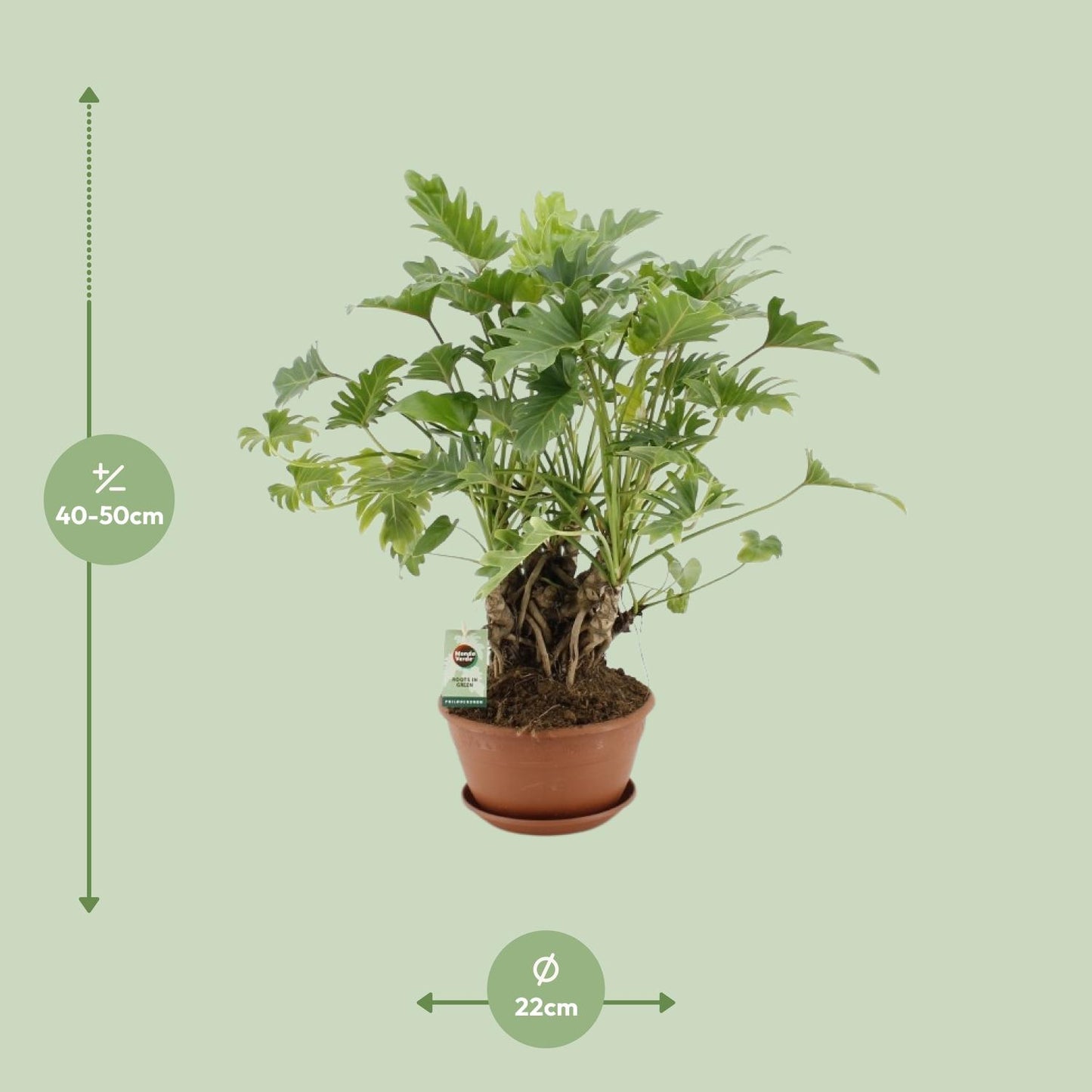 Philodendron Xanadu Op Stam - Ø22cm - ↕50cm - Plantabulous