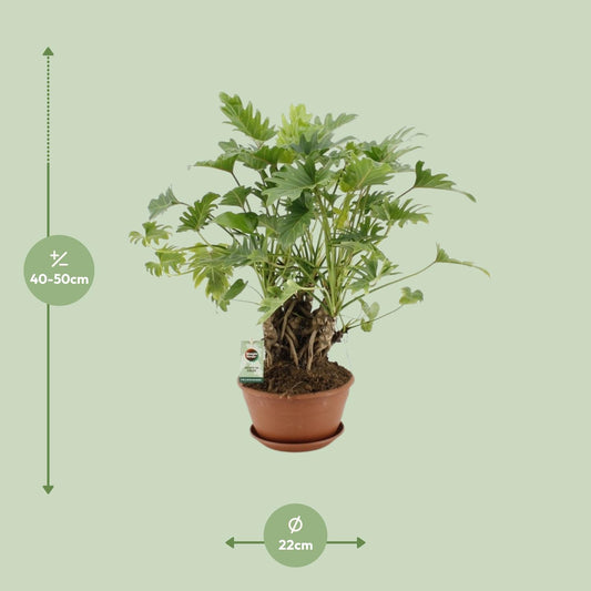 Philodendron Xanadu Op Stam - Ø22cm - ↕50cm - Plantabulous