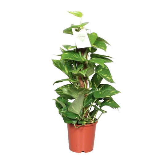 Epipremnum Pinnatum Mosstok 60cm Scindapsus - Ø15cm - ↕60cm - Plantabulous