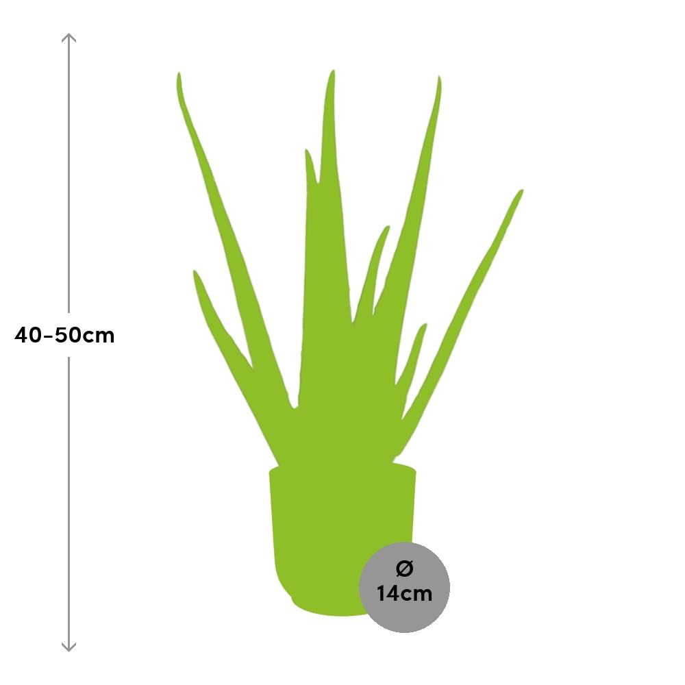 Aloe Vera 12cm in ELHO Vibes Fold 14cm geel - Plantabulous