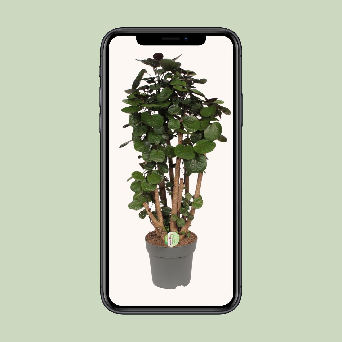 Zimmeraralie – Polyscias 'Fabian' – ↑90 cm – Ø24 cm