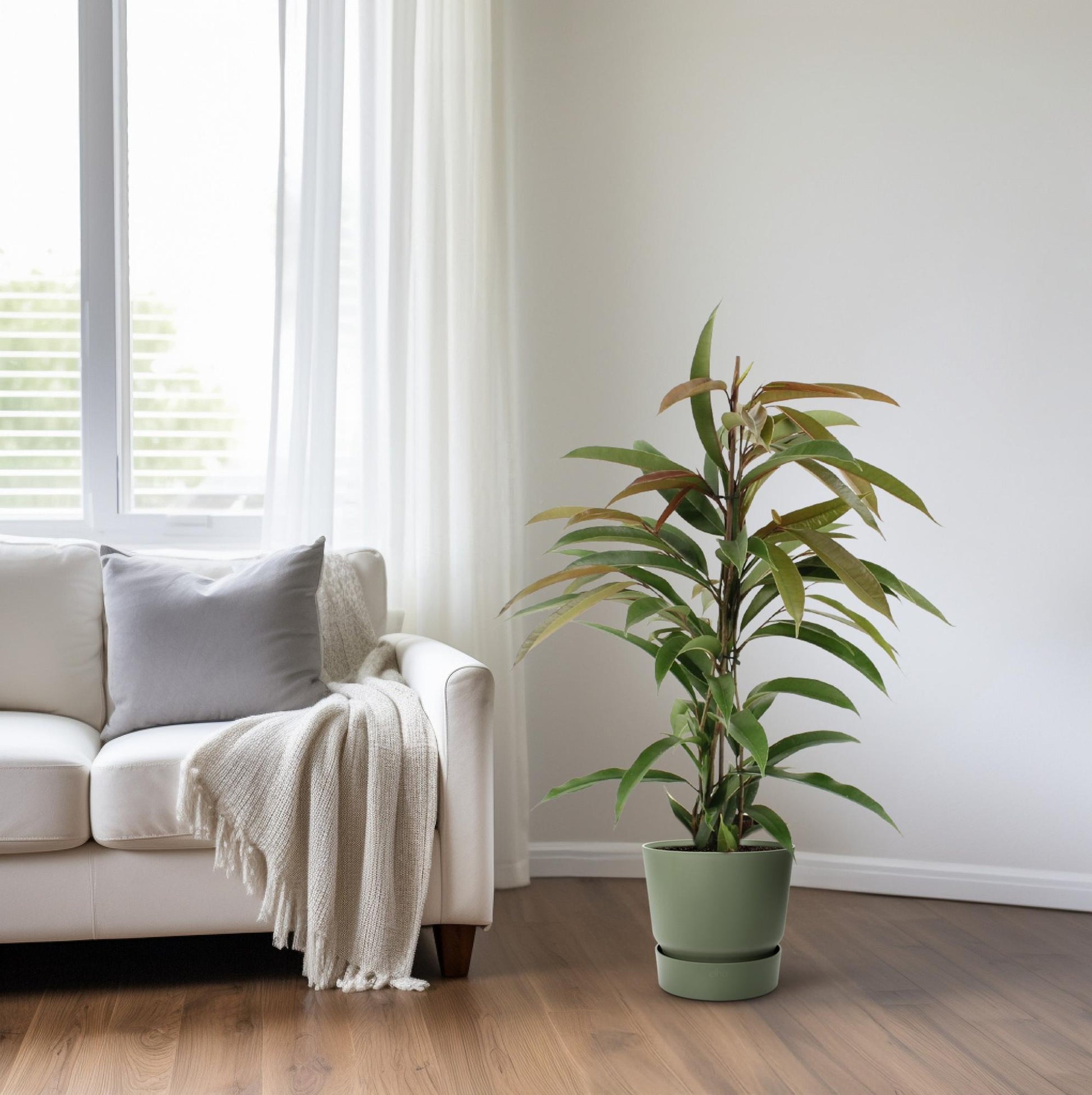Ficus Binnendijkii Amstel King - Ø17cm - ↕70cm - Plantabulous