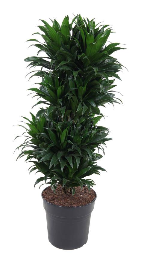 Dracaena Compacta Vertakt P27 - Ø27cm - ↕100cm - Plantabulous