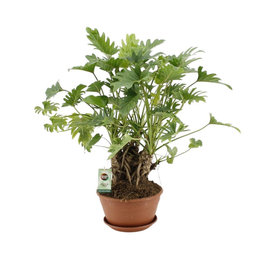 Philodendron Xanadu Op Stam - Ø22cm - ↕50cm - Plantabulous