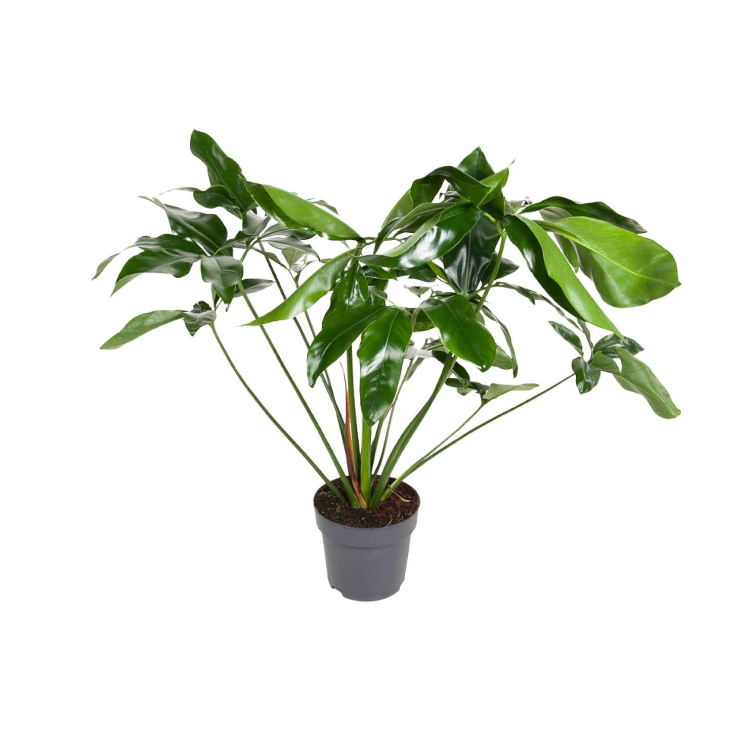 Philodendron – Philodendron 'Green Wonder' – ↑100 cm – Ø24 cm