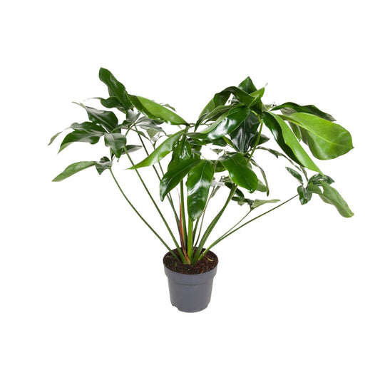 Philodendron – Philodendron 'Green Wonder' – ↑100 cm – Ø24 cm