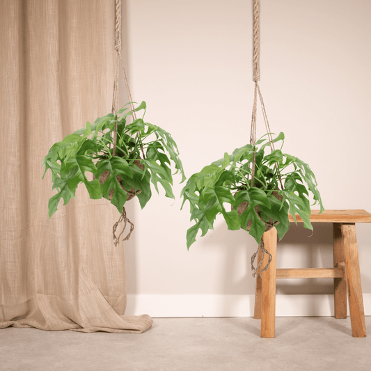 Pflanzen Set – 2 Pflanzen – Lochpflanze – Monstera 'Minima Hang' (Kokodama) – ↑25 cm – Ø15 cm