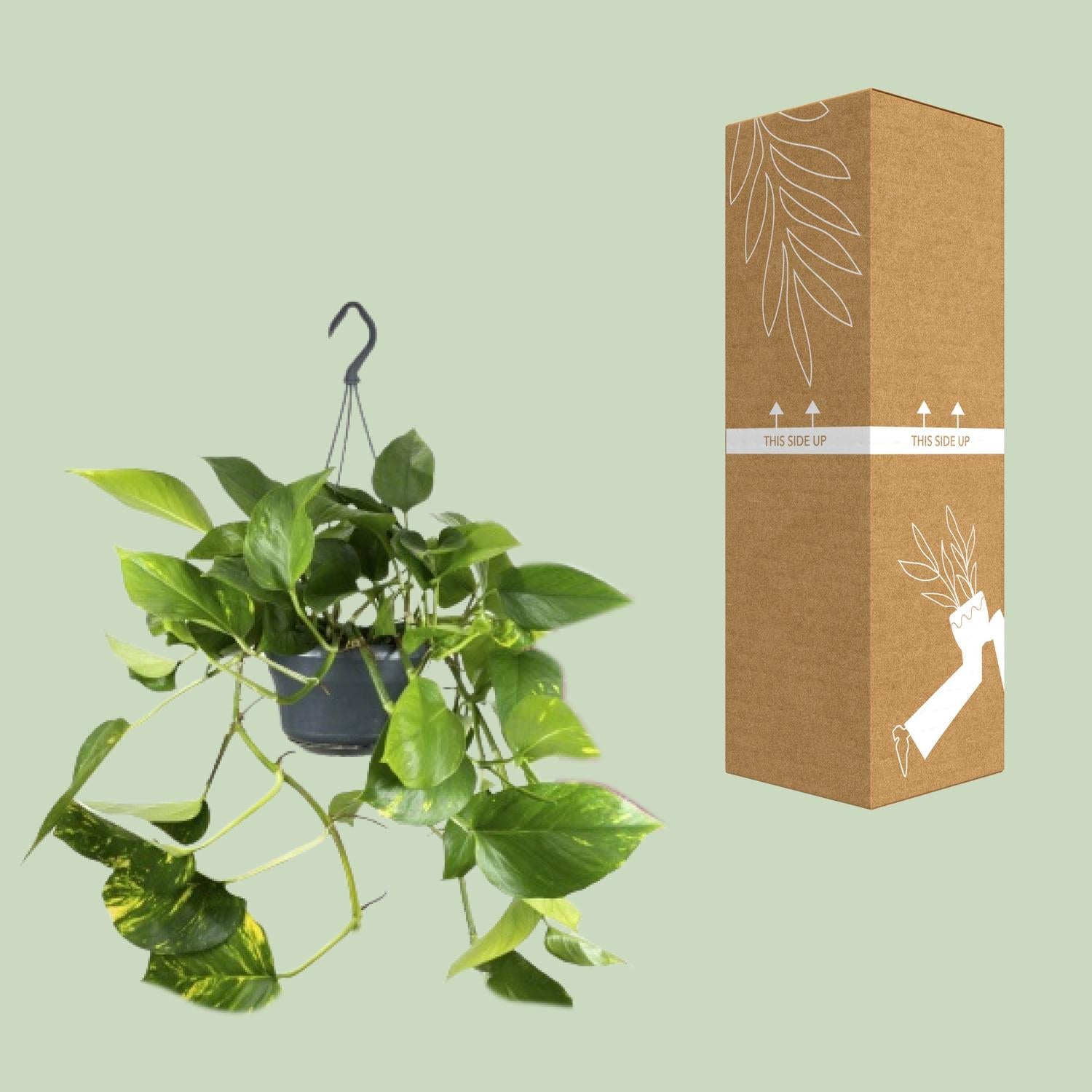 Efeutute – Epipremnum aureum – 25 cm – Ø15 cm - Plantabulous