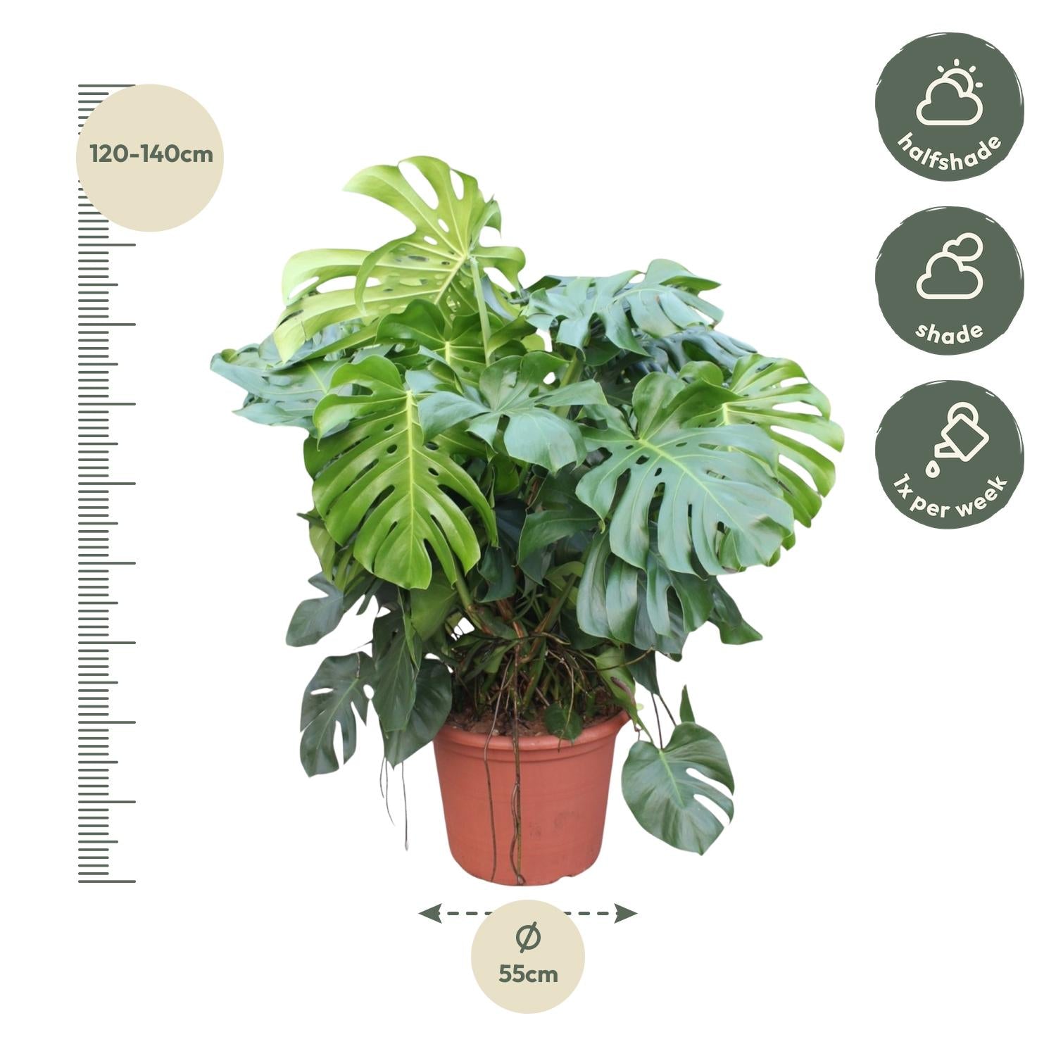 Fensterblatt – Monstera deliciosa – 130 cm – Ø55 cm - Plantabulous