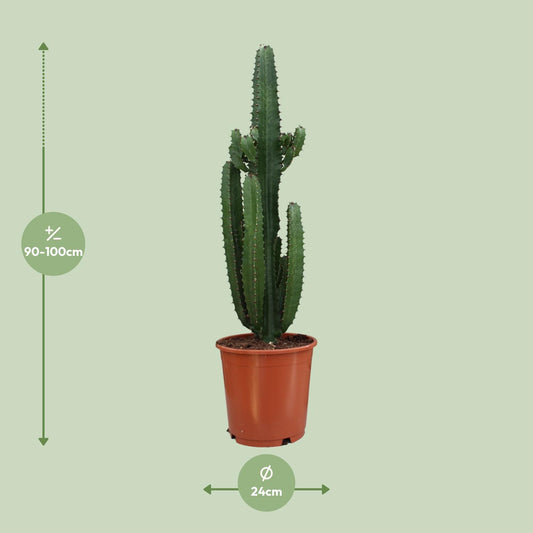 Euphorbia Acrurensis - Ø24cm - ↕95cm - Plantabulous