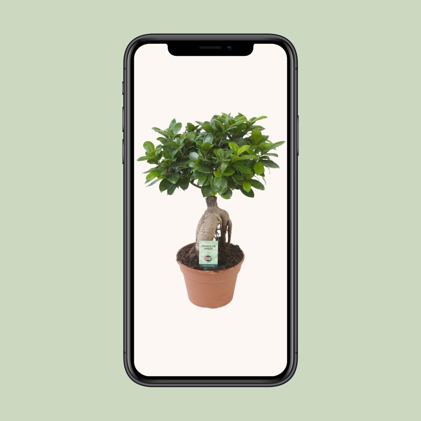 Ficus Ginseng - Ø17cm - ↕40cm - Plantabulous