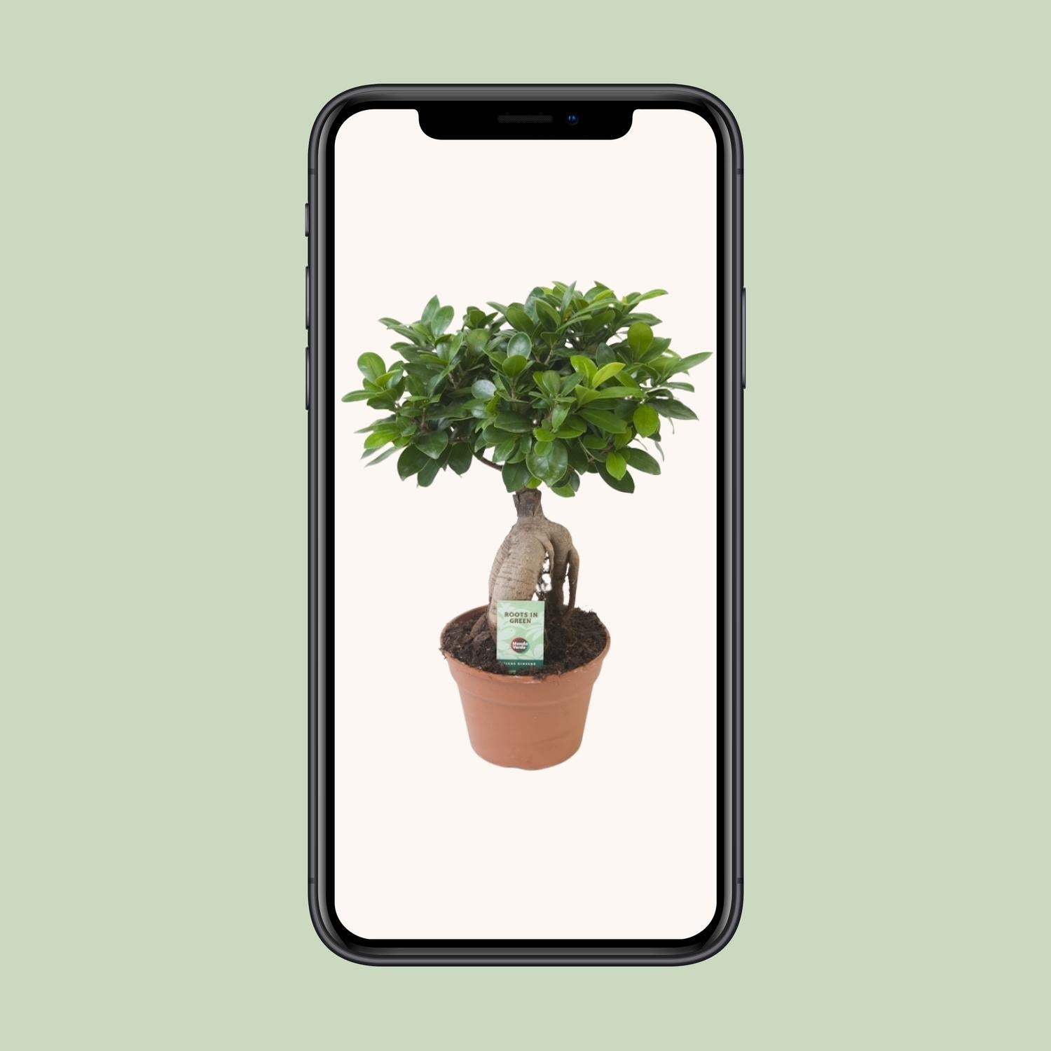 Ficus Ginseng - Ø17cm - ↕40cm - Plantabulous