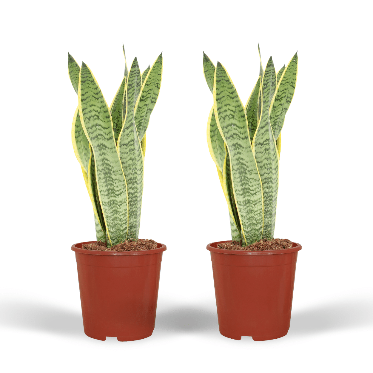 Pflanzen Set – 2 Pflanzen – Bogenhanf– Sansevieria 'Laurentii' – ↑40 cm – Ø14 cm
