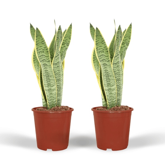 Pflanzen Set – 2 Pflanzen – Bogenhanf– Sansevieria 'Laurentii' – ↑40 cm – Ø14 cm