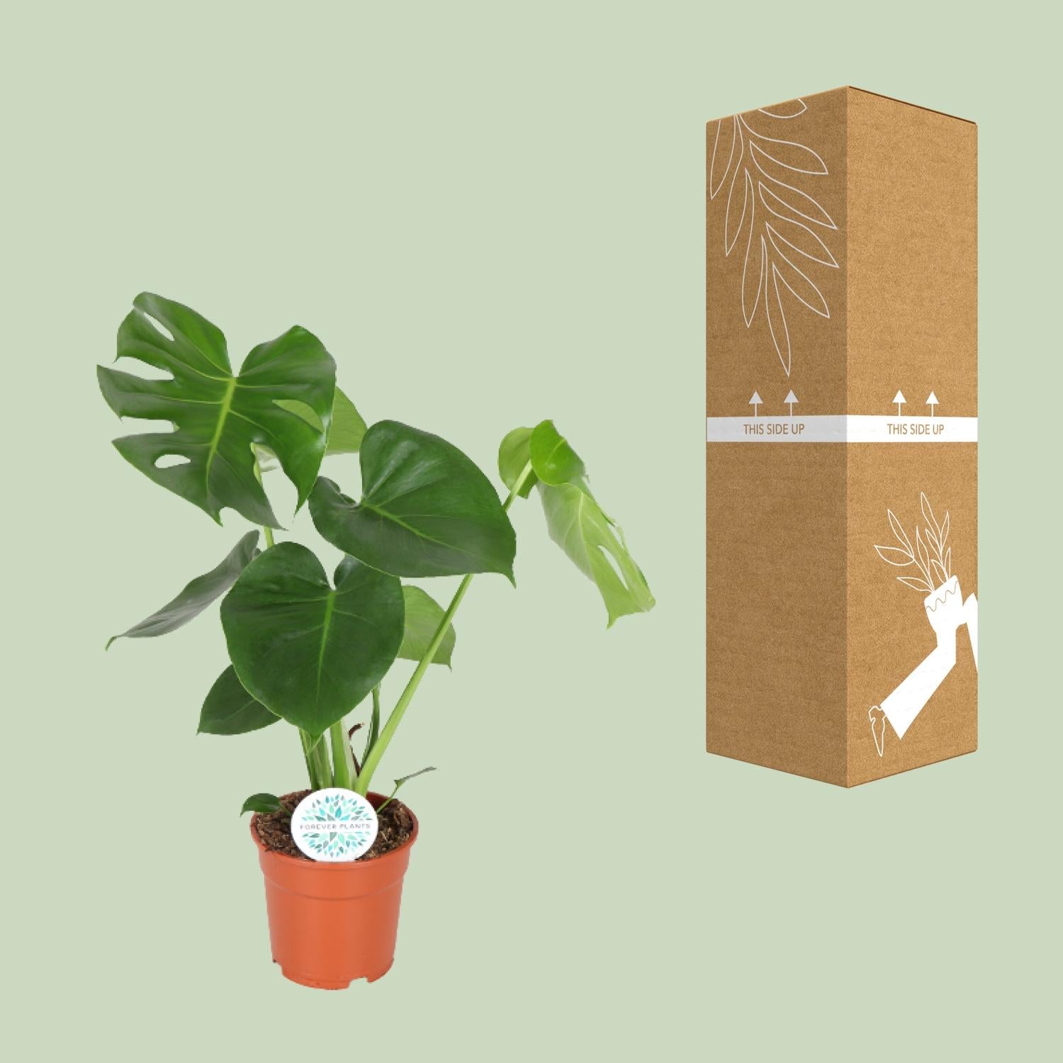 Fensterblatt – Monstera deliciosa – 55 cm – Ø17 cm - Plantabulous