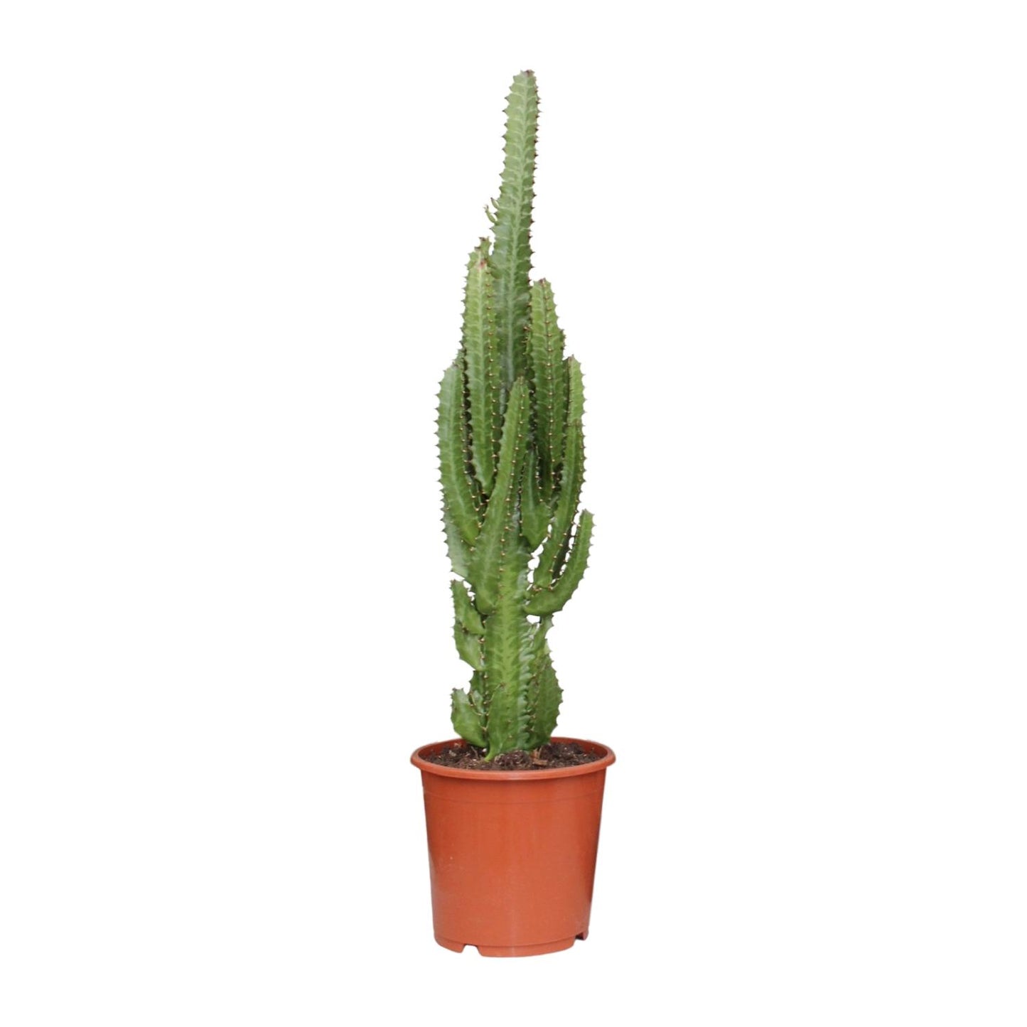 Euphorbia Trigona - Ø17cm - ↕70cm - Plantabulous
