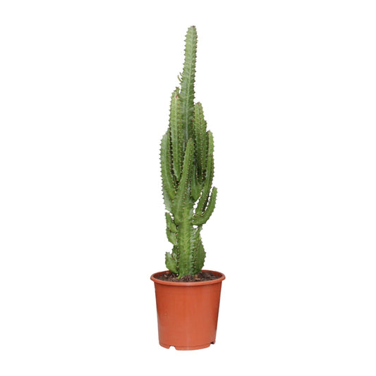 Euphorbia Trigona - Ø17cm - ↕70cm - Plantabulous