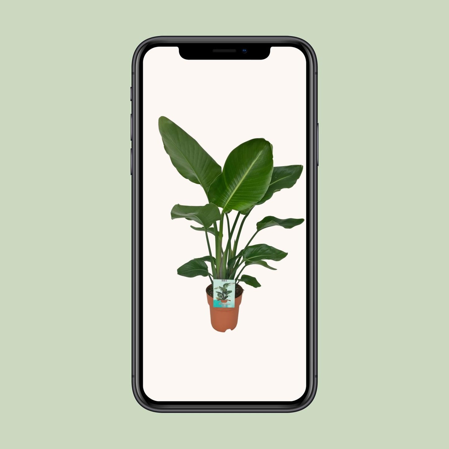 Paradiesvogelpflanze - Baum Strelitzie - Strelitzia nicolai – 90 cm – Ø19 cm - Plantabulous