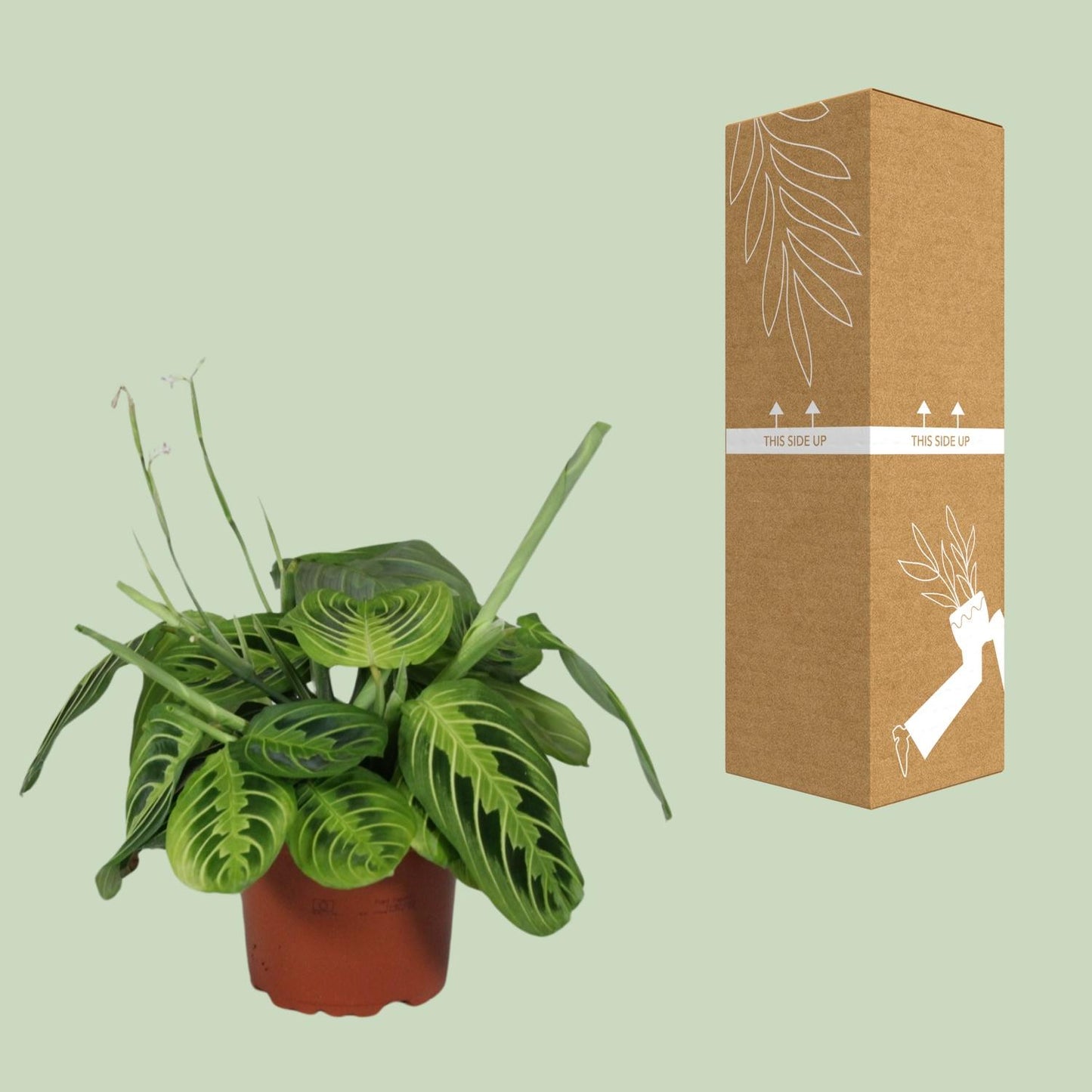 Pfeilwurz – Maranta Leuconeura 'Fascinator Lemon Lime' – ↑30 cm – Ø12 cm