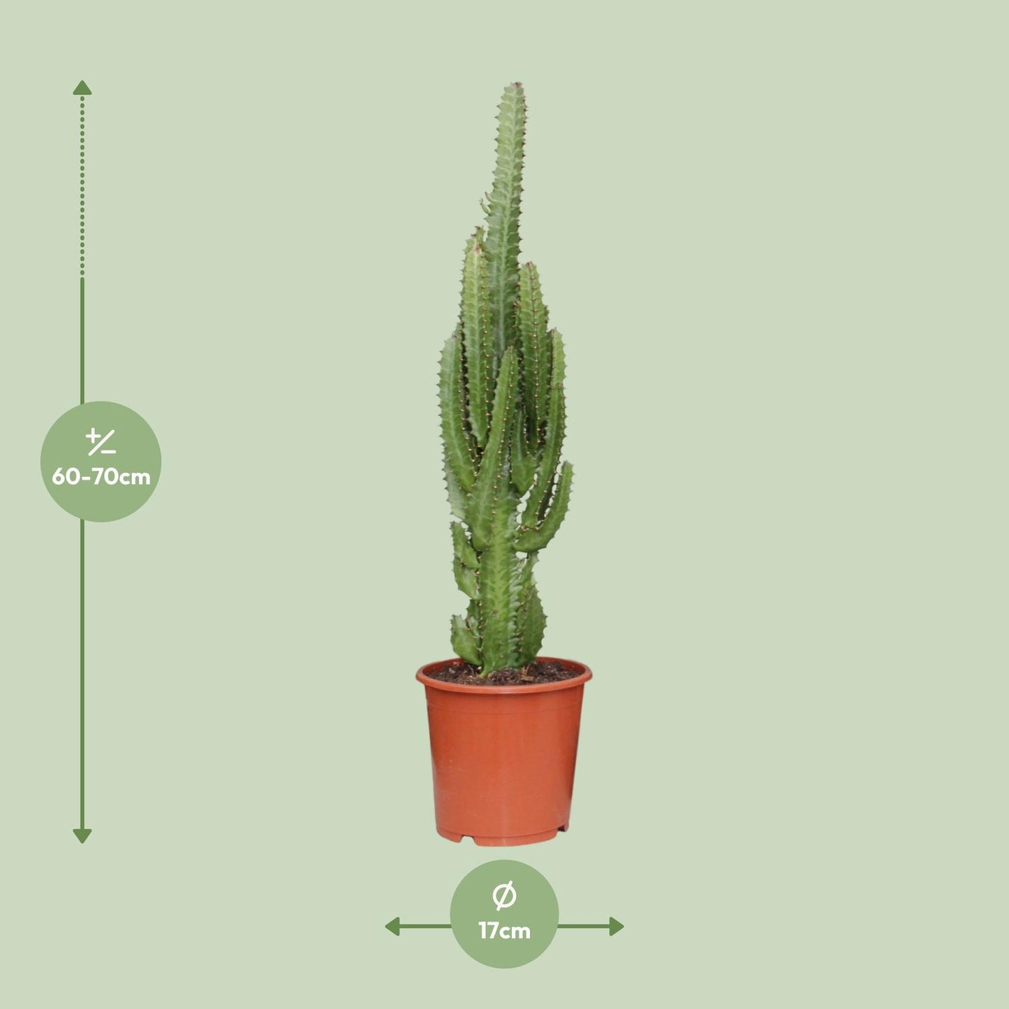 Euphorbia Trigona - Ø17cm - ↕70cm - Plantabulous