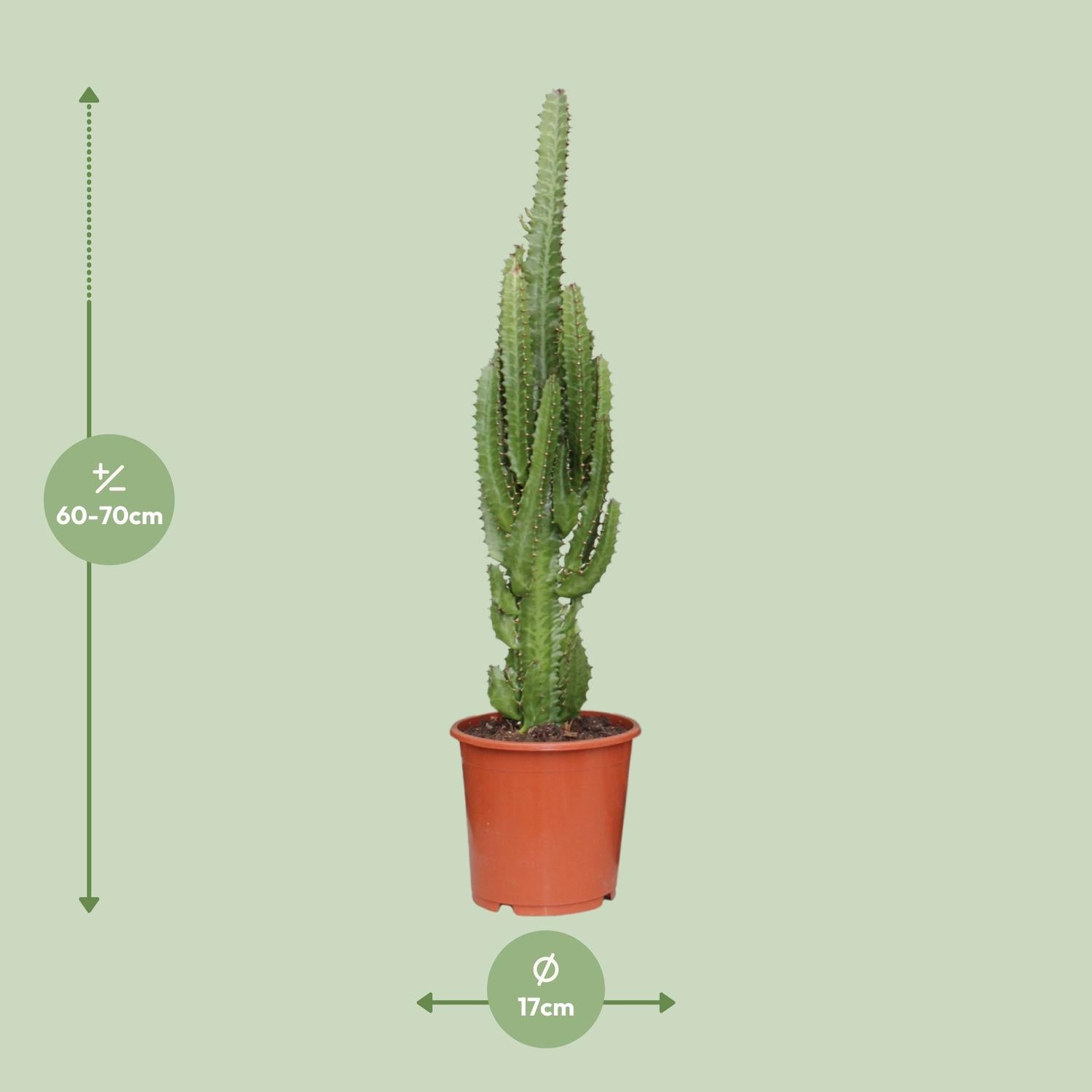 Euphorbia Trigona - Ø17cm - ↕70cm - Plantabulous