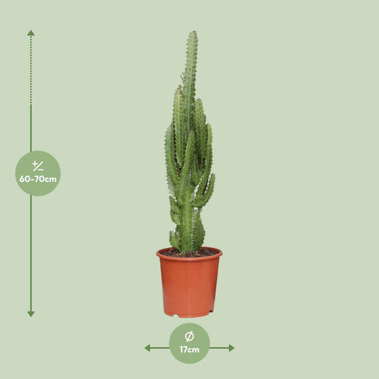 Euphorbia Trigona - Ø17cm - ↕70cm - Plantabulous