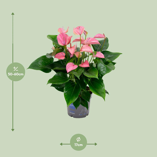 Flamingoblume – Anthurium 'Karma Joli' – ↑55 cm – Ø17 cm