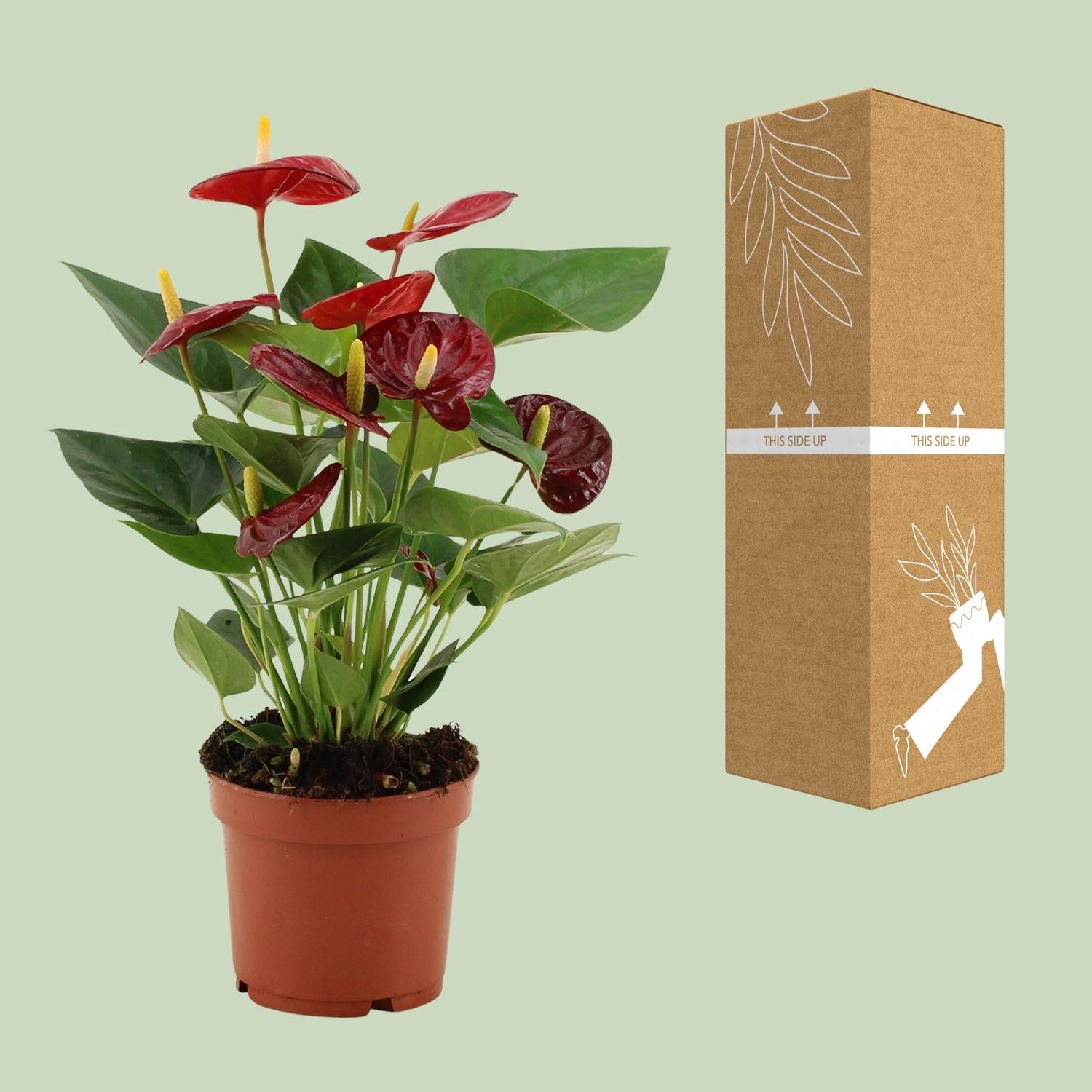 Anthurium Calon In Transparant Sleeve - Ø12cm - ↕36cm - Plantabulous