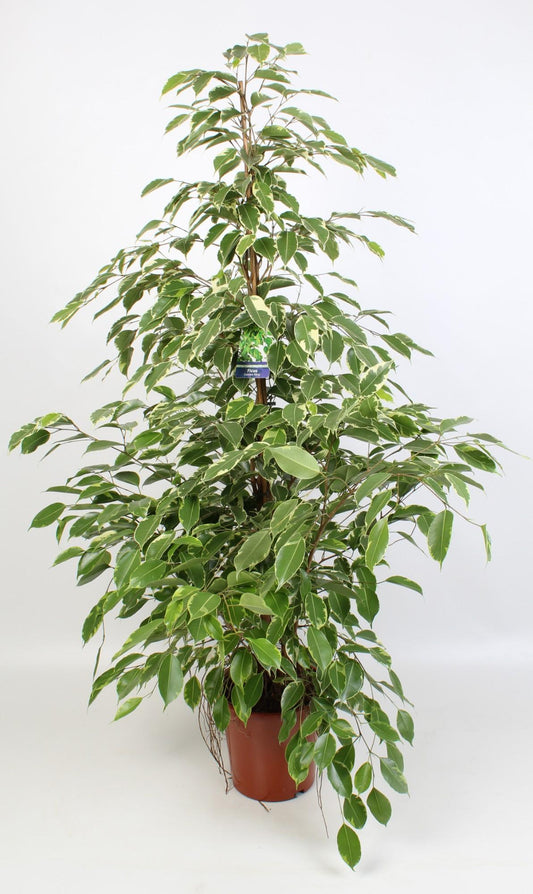 Ficus Benjamina Golden King 21 Cm - Ø21cm - ↕100cm - Plantabulous