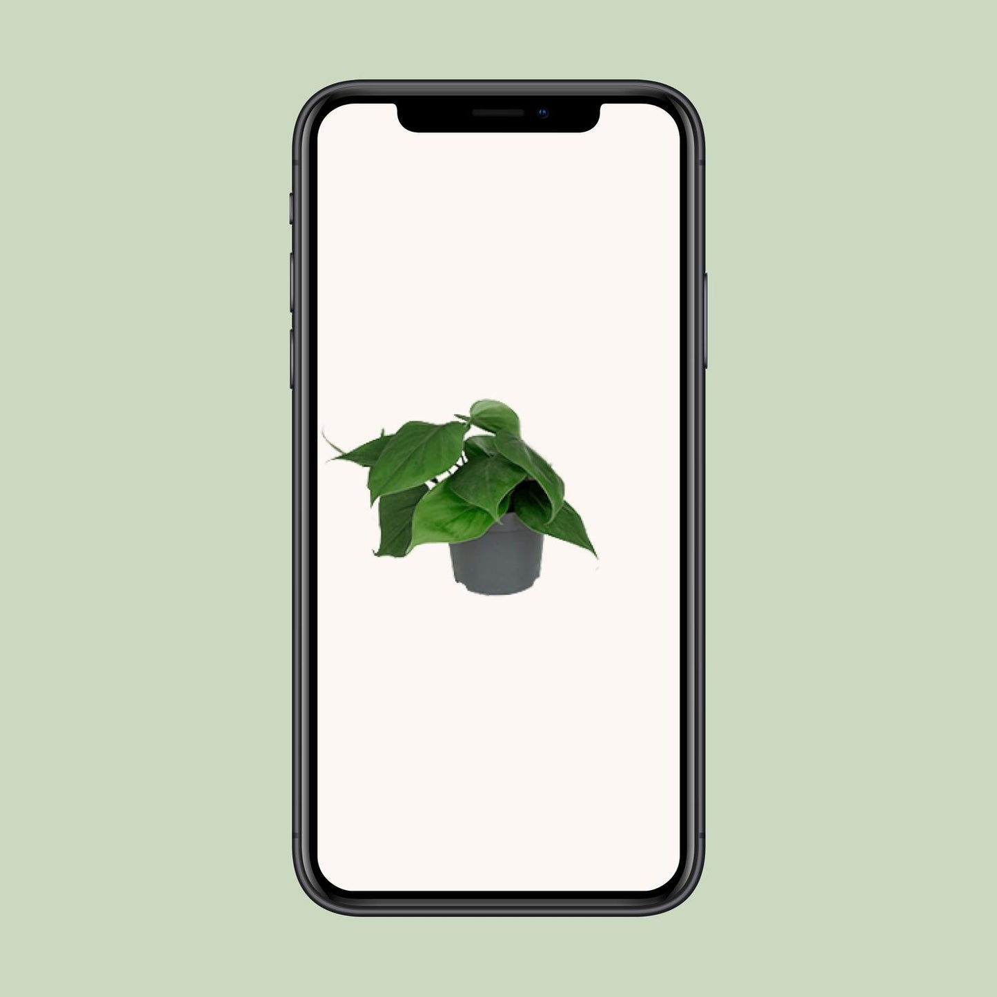 Philodendron – Philodendron scandens – 15 cm – Ø12 cm - Plantabulous