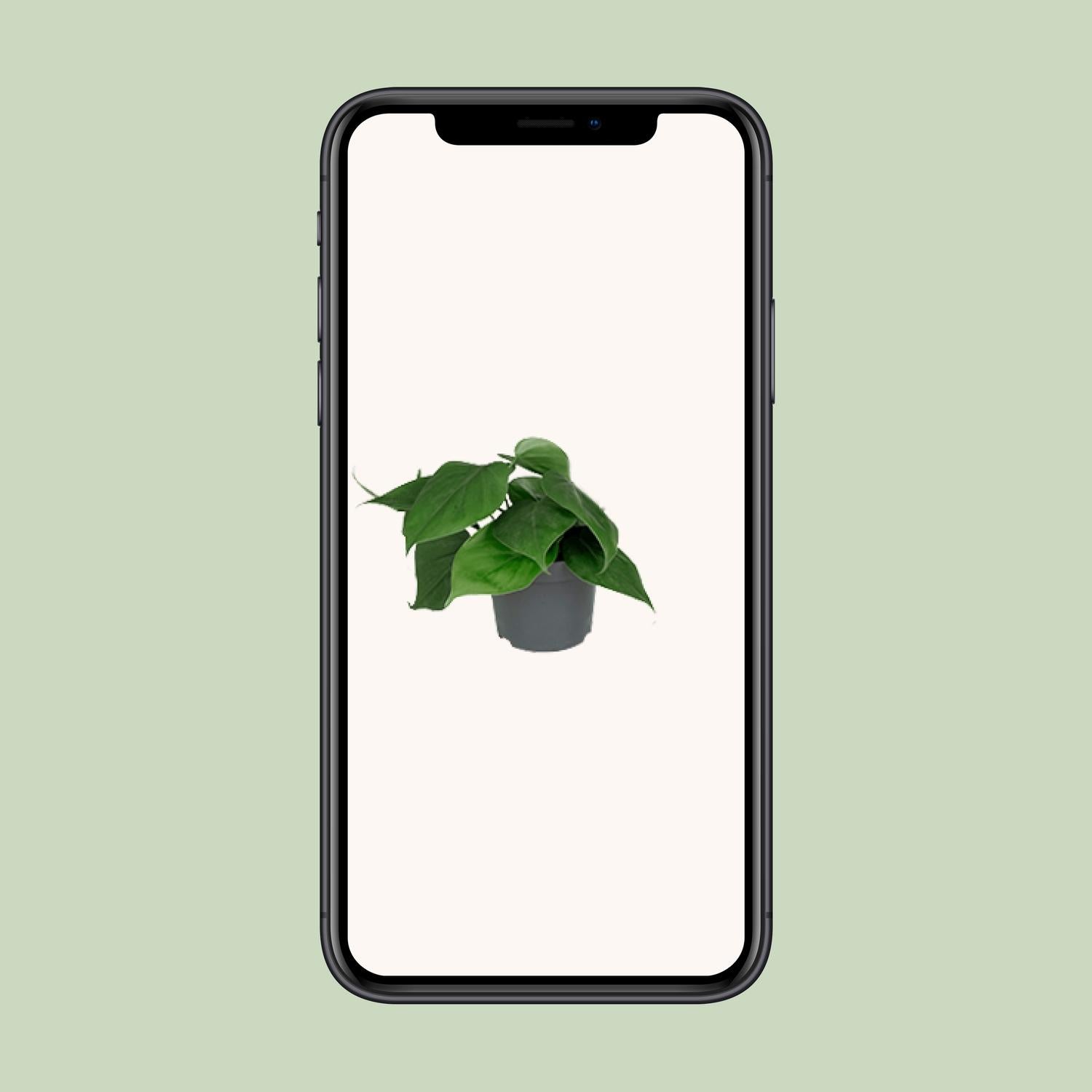Philodendron – Philodendron scandens – 15 cm – Ø12 cm - Plantabulous