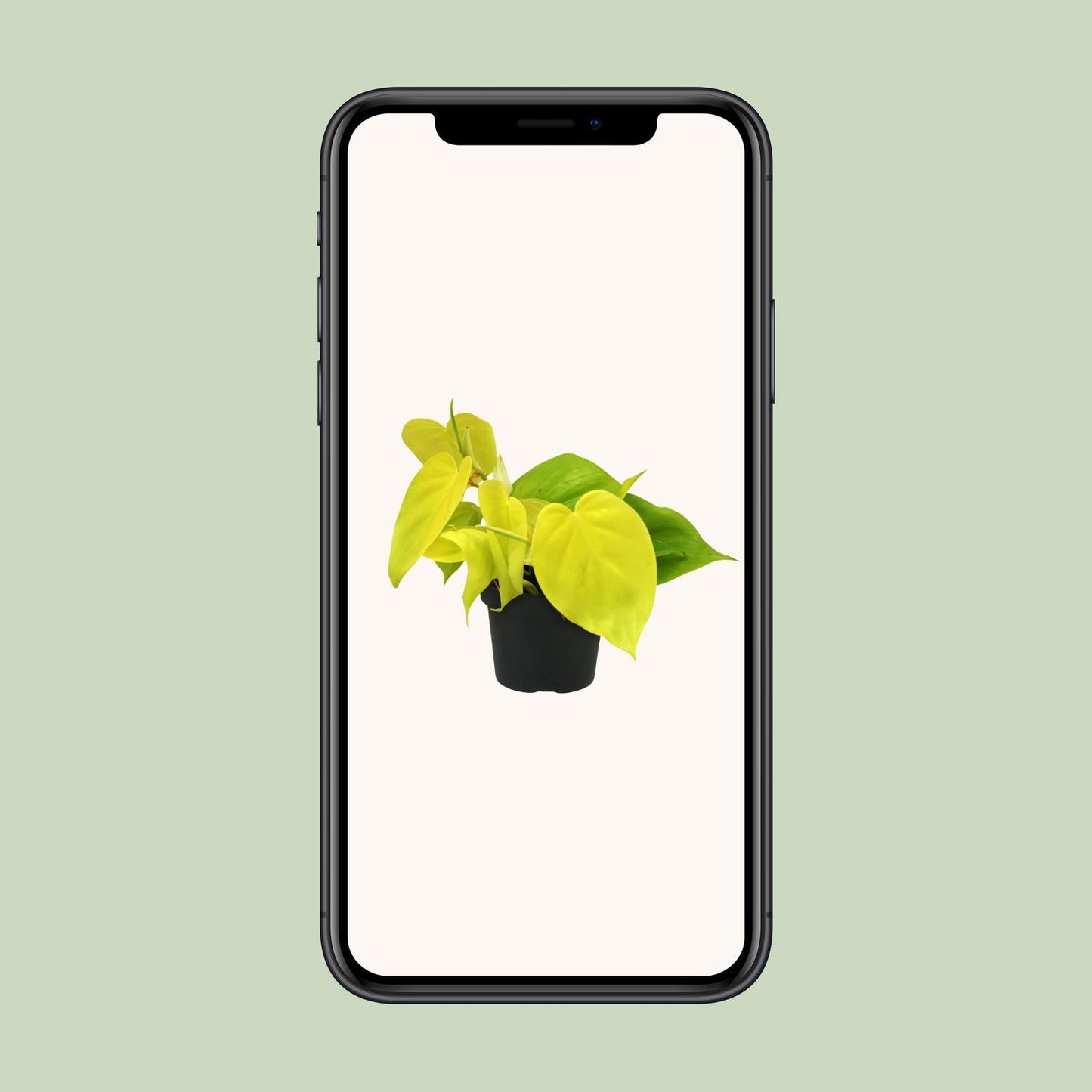 Philodendron – Philodendron 'Lime' – ↑20 cm – Ø12 cm