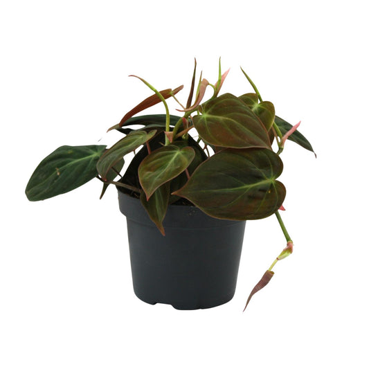 Philodendron Micans - Ø12cm - ↕15cm - Plantabulous