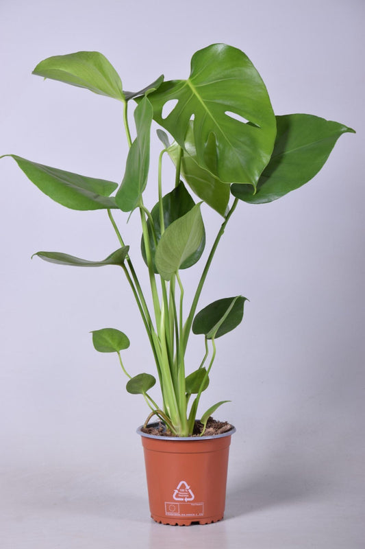 Monstera Deliciosa - Ø14cm - ↕55cm - Plantabulous