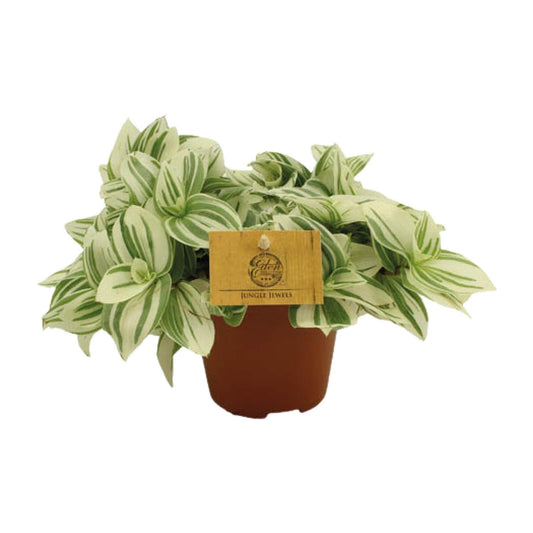 Tradescantia Brightness - Ø12 ↕20 - Plantabulous