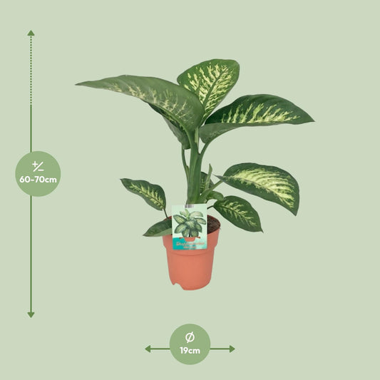 Dieffenbachie – Dieffenbachia Seguine 'Tropic Snow' – ↑70 cm – Ø19 cm