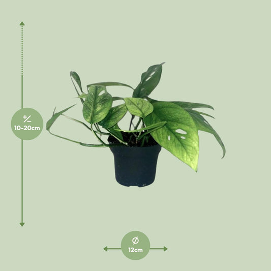 Efeutute – Epipremnum 'Cebu Blue' – ↑20 cm – Ø12 cm
