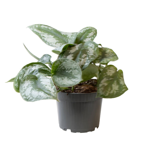 Philodendron Scandens Pictus Trebie - Ø12cm - ↕22cm - Plantabulous