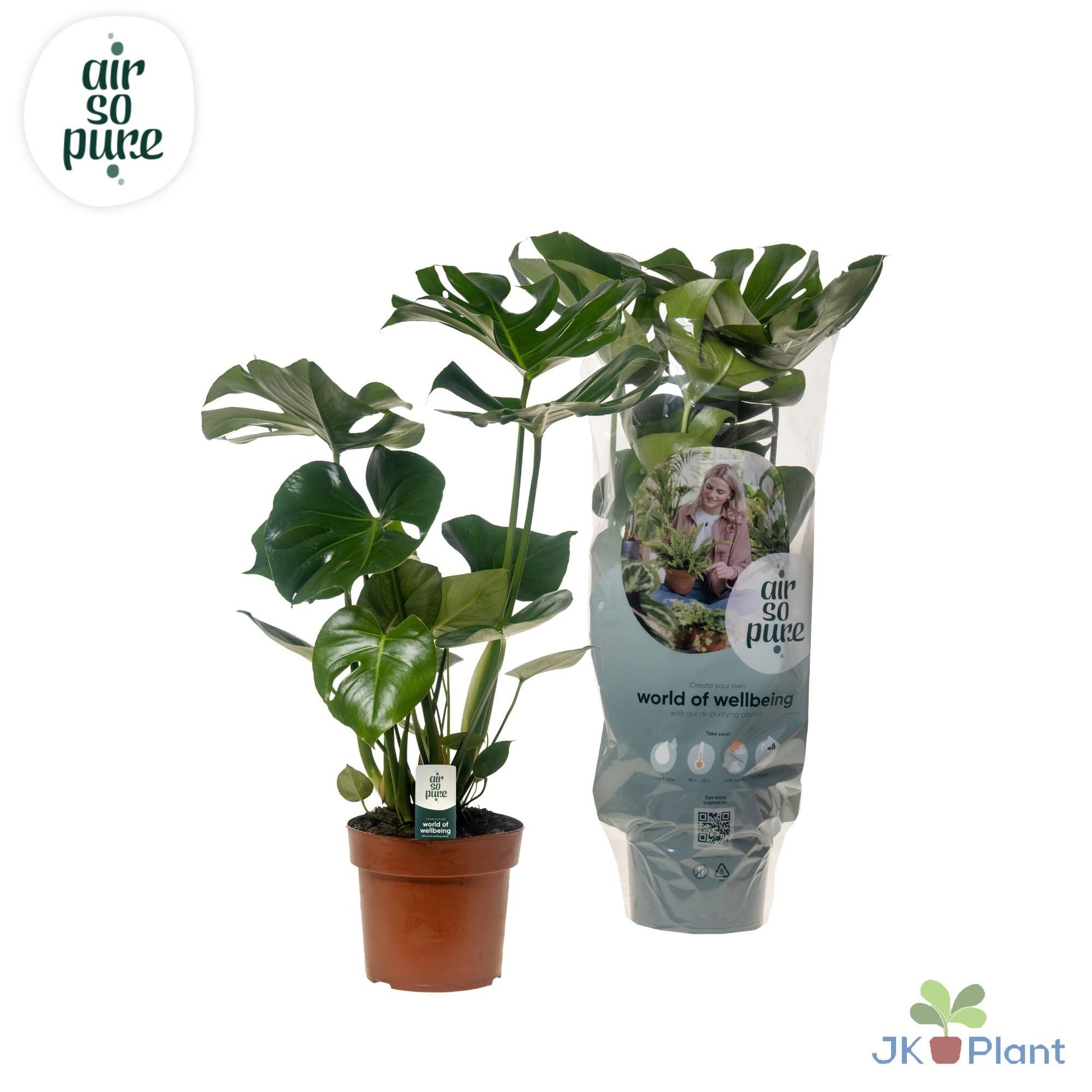 Monstera Deliciosa - Ø17cm - ↕55cm - Plantabulous