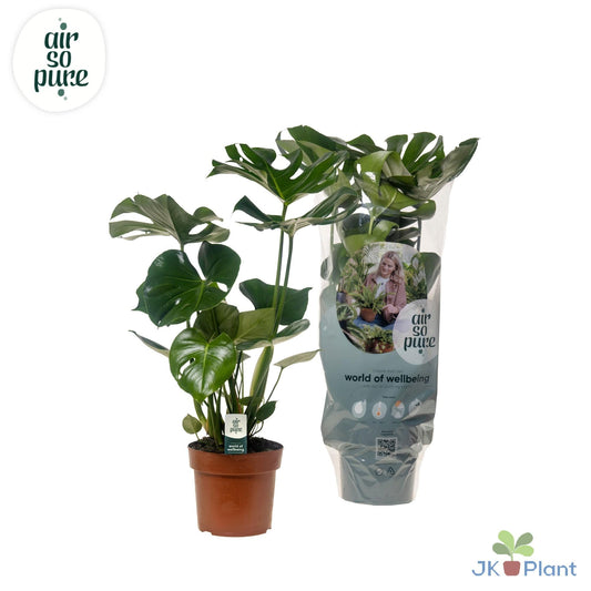 Monstera Deliciosa - Ø17cm - ↕55cm - Plantabulous