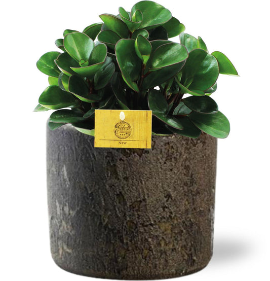 Peperomia Burning Bush - Ø15cm - ↕25cm + Maas Pot D16x14cm - Braun - Plantabulous