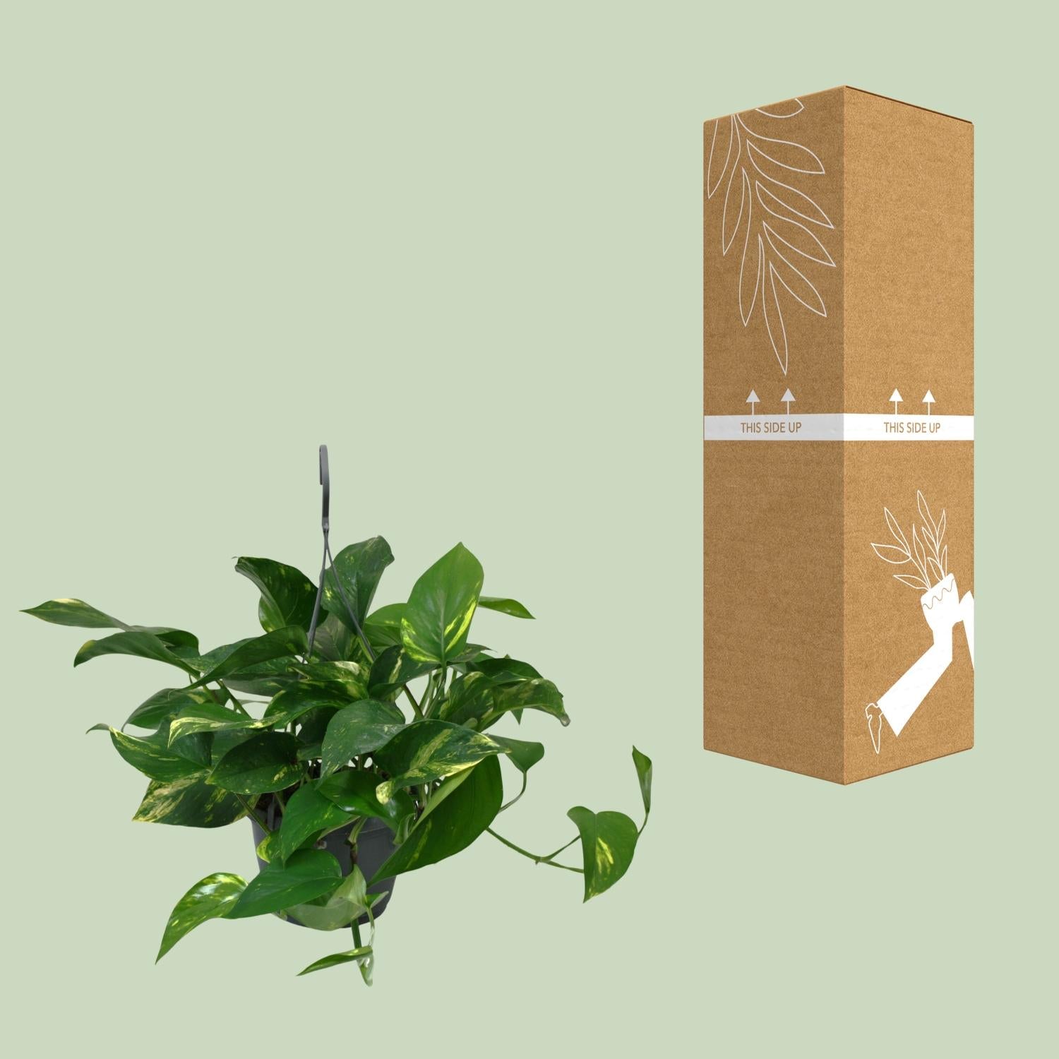Scindapsus Epipremnum - Ø15cm - ↕45cm - Plantabulous