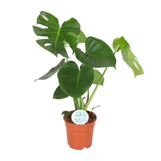 Fensterblatt – Monstera deliciosa – 55 cm – Ø17 cm - Plantabulous