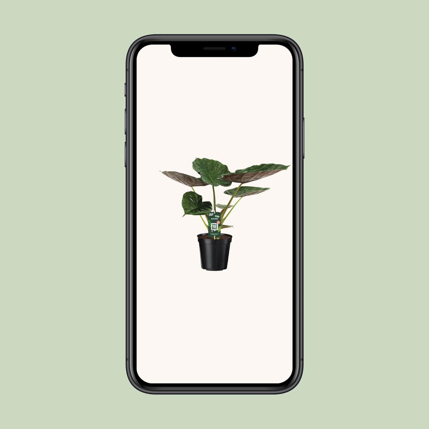 Pfeilblatt – Alocasia wentii – 70 cm – Ø19 cm - Plantabulous