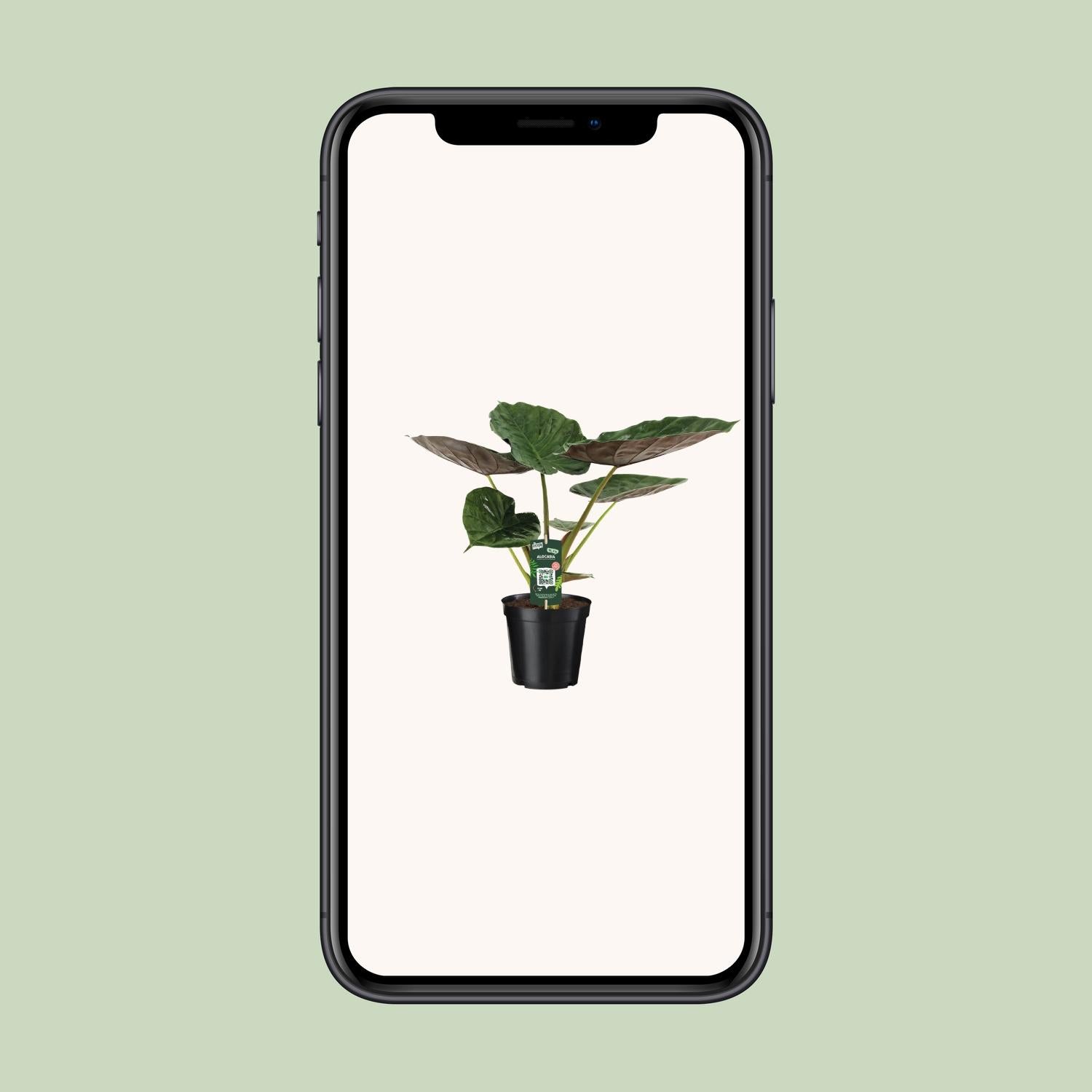 Pfeilblatt – Alocasia wentii – 70 cm – Ø19 cm - Plantabulous