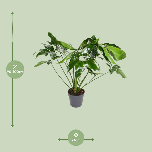 Philodendron – Philodendron 'Green Wonder' – ↑100 cm – Ø24 cm
