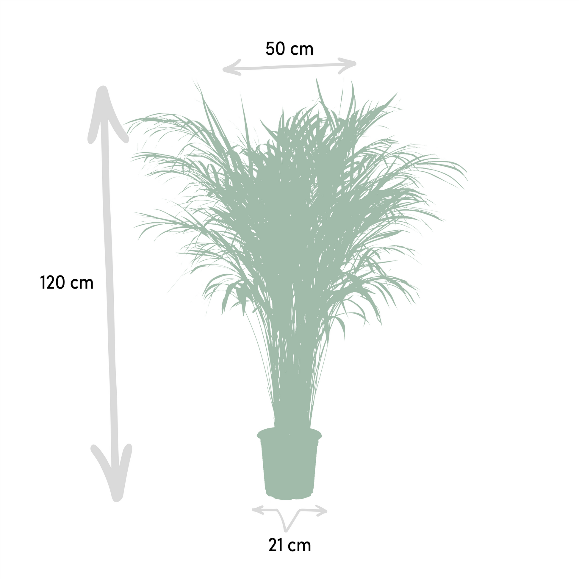 Areca Palme - Dypsis Lutescens - 110cm - Ø21cm - Plantabulous