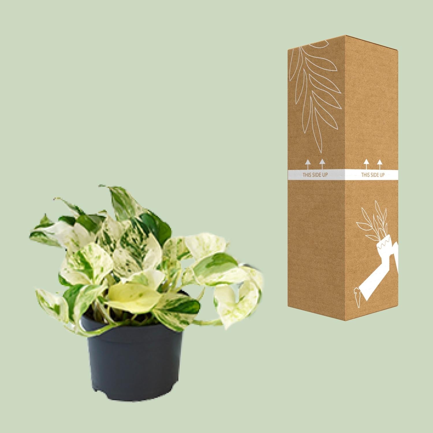 Efeutute – Epipremnum aureum 'Happy Leaf' – 15 cm – Ø12 cm - Plantabulous
