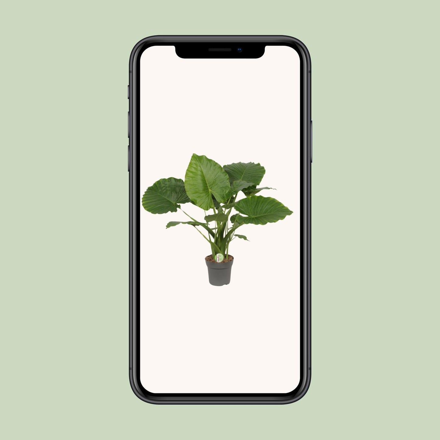 Pfeilblatt – Alocasia Gageana 'California' – ↑80 cm – Ø21 cm